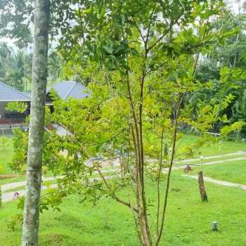 Gallery image of Ginberry Holiday Resort in Wayanad