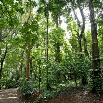 Gallery image of Coffee Acres Wayanad in Wayanad