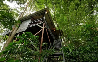Tree House Image